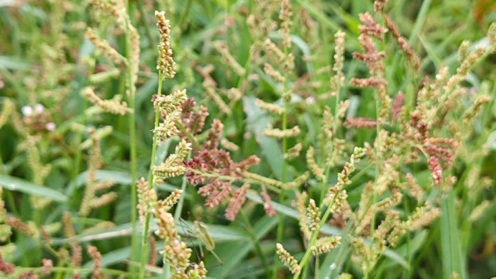 Plants de quinoa cultivés en rangées dans un potager ensoleillé.