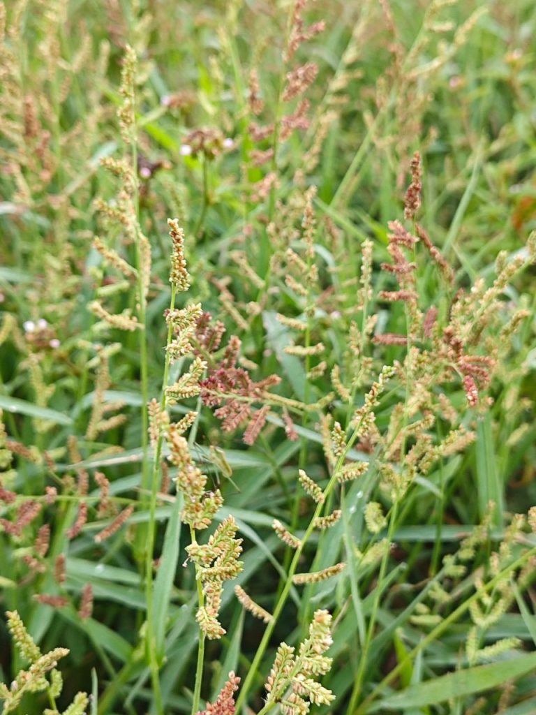 Plants de quinoa cultivés en rangées dans un potager ensoleillé.